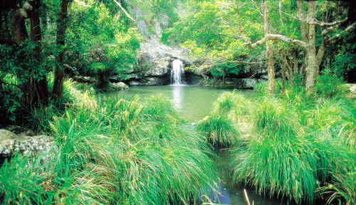 Kondalilla National Park. Kondalilla National Park.